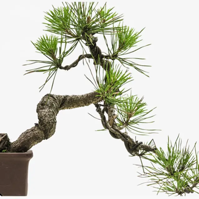 3Rroll Eloxált Alumínium Bonsai Edzőhuzal 10 Méretű Kertészeti Kiegészítőkkel (1 Mm, 1,5 2 2,5 3,3 Mmm.5 4 5 6 7 Mm) - Image 2