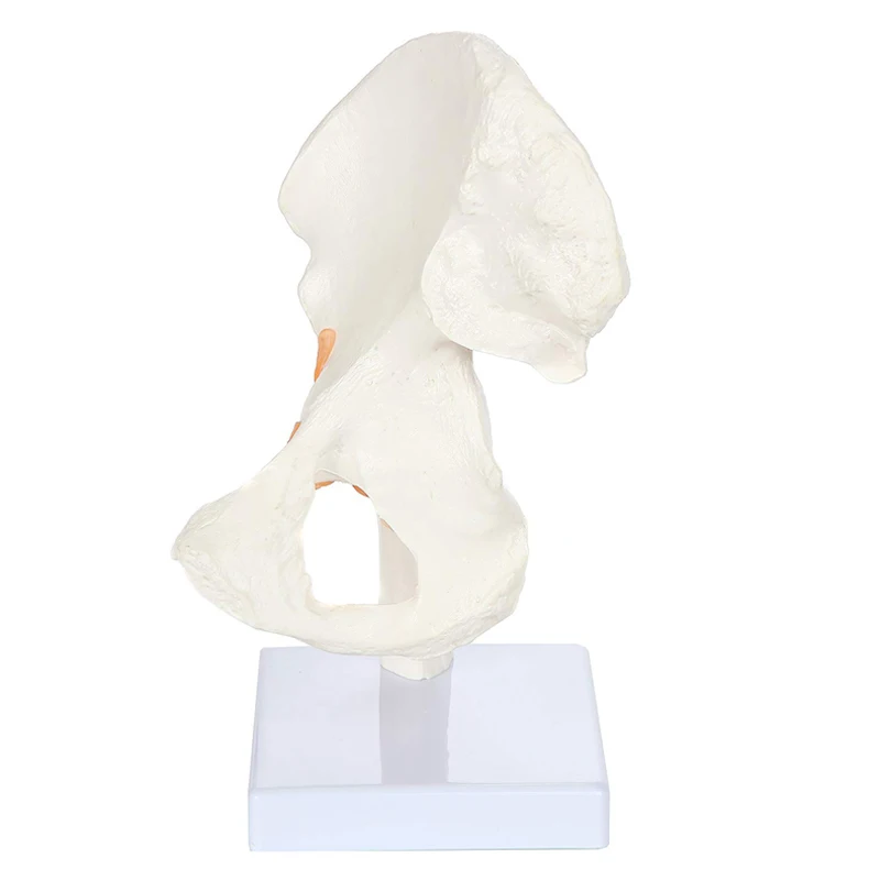Human Hip Joint Anatomy Model with Flexible Ligaments Medical Science Teaching Resources