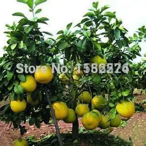 10 шт. красный помело дерево oopefruit Shaddock отличный вкус Фруктовые Семена