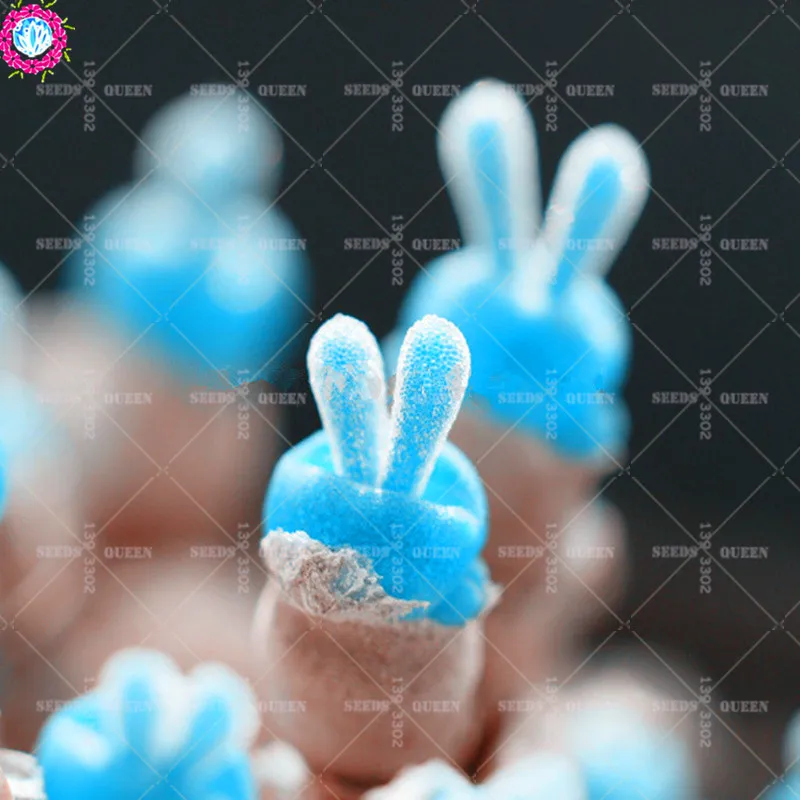200 шт Мини Синий суккулент редкий кролик литопс попка цветок живой камень бонсай посадки для DIY товары для домашнего сада цветочный горшок