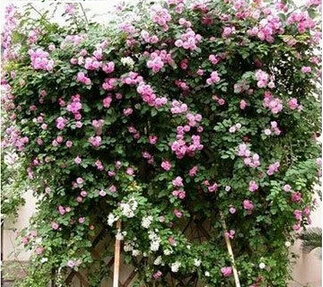 Rosa, альпинизма, растения, polyantha Rose, платье с цветочным узором в китайском карликовые деревья, альпинизма, розы, сад, 200 шт./пакет - Цвет: 12
