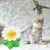 Cat Toy Электрическая Вращающаяся Красочная Бабочка Птица Забавная Собака Cat Toys Pet Seat Scratch Toy Pet Dog Cat Intelligence Trainning Toy