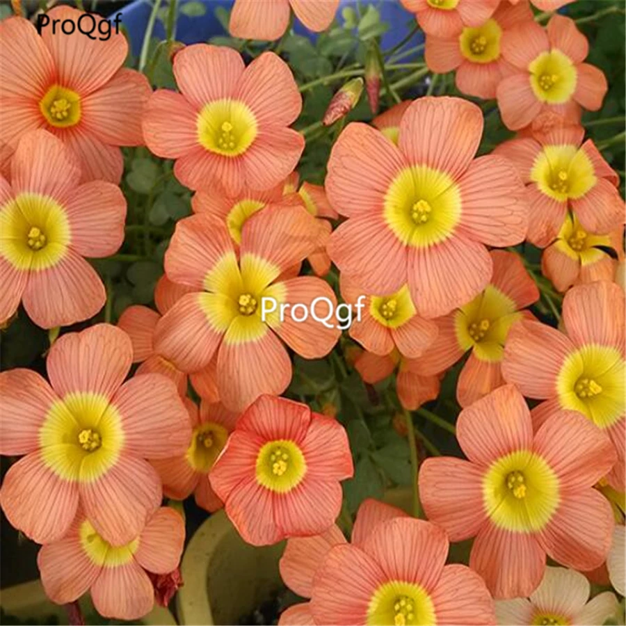 Ngryise 100Pcs A Set oxalis obtusa coppery orange Oxalis Flowers bulbs