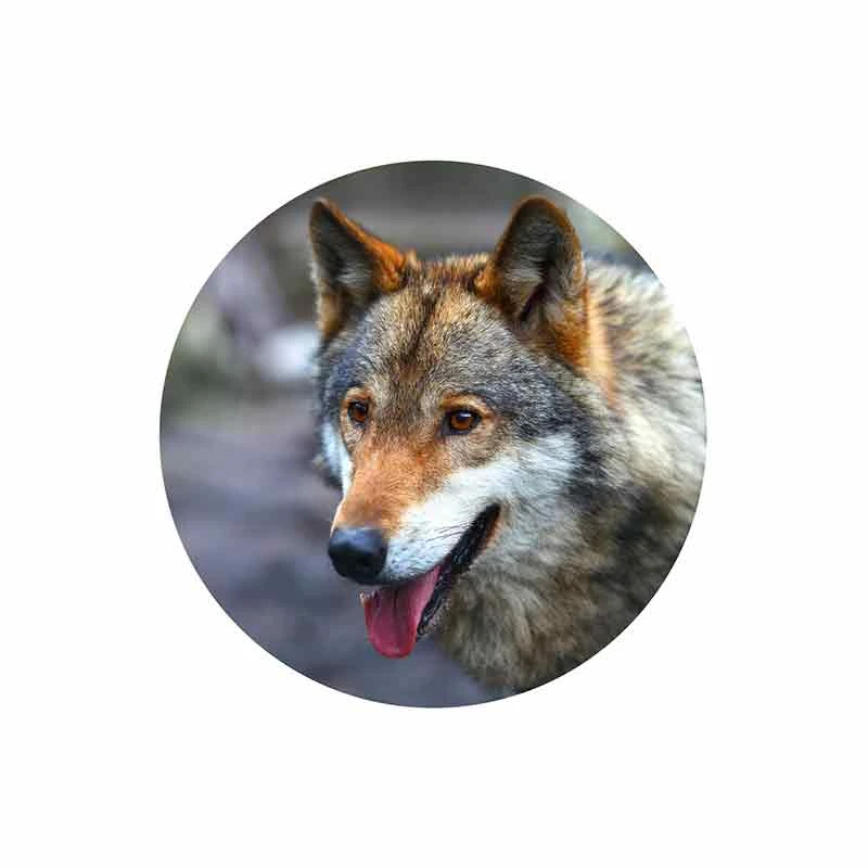 

SZWL Wild Wolf Car Stickers Fine Decal Accessories Graphics Cartoon Anime Decals for All Cars Trunk Laptop Suitcase,13cm*13cm