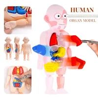 3D Human Body Anatomy Puzzle - Educational Organ Model for Kids STEAM Learning