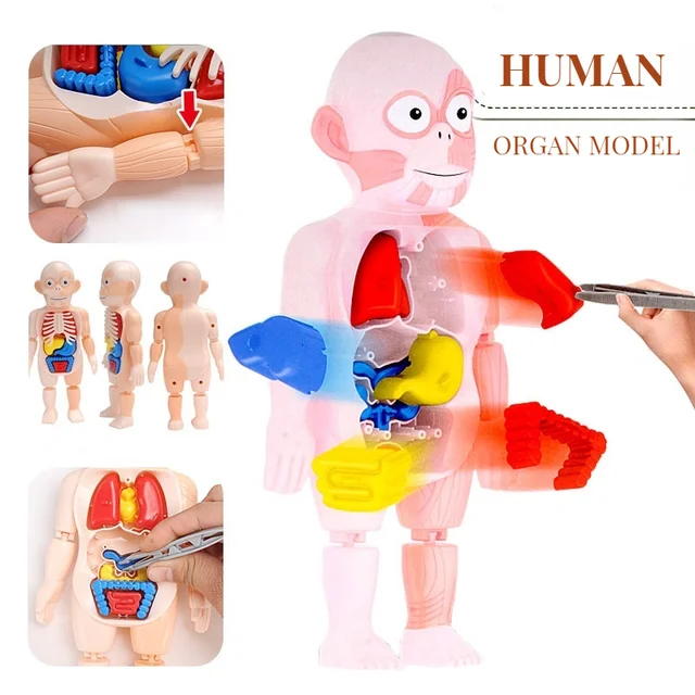 3D Human Body Anatomy Puzzle - Educational Organ Model for Kids STEAM Learning