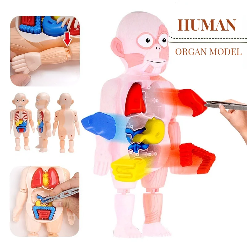 Human Body Anatomy Model Kid 3D Puzzle Educational Learning Organ Assembled Toy Teaching Tool For Children STEAM Gift | Игрушки и хобби