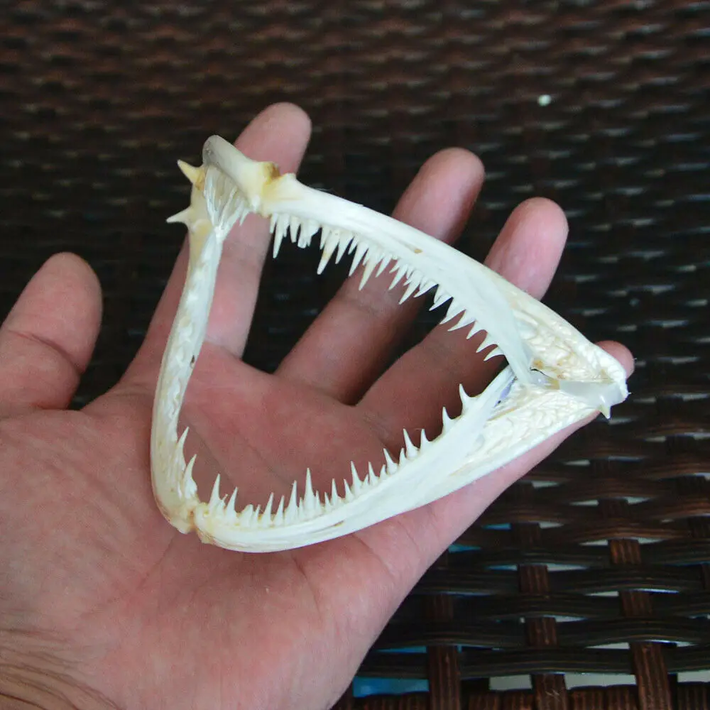 1 шт. реальные череп Anglerfish туфли с широко открытым носком кости черепа животных