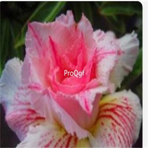 2 Prodgf комплект из 5 предметов - Цвет: 2