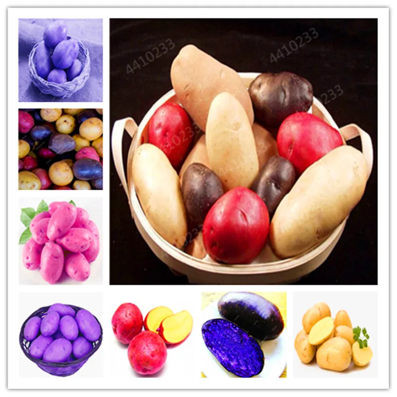 

Sale！200 pcs Giant Sweet Potato Bonsai Anti-Wrinkle Nutrition Green Vegetable For Home Garden Planting Rare Potato Garden Plants