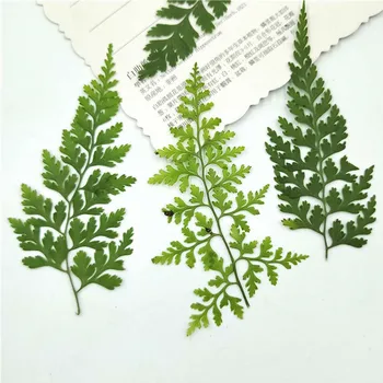 

Pteris Leaves True Plant Specimens Pressed Flower For Make Up Decoration 120Pcs
