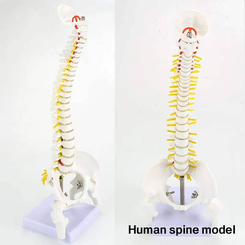 Позвоночный столбец Модель ПВХ студенческий школьный доктор образовательная кость учебная помощь патология образование медицинская