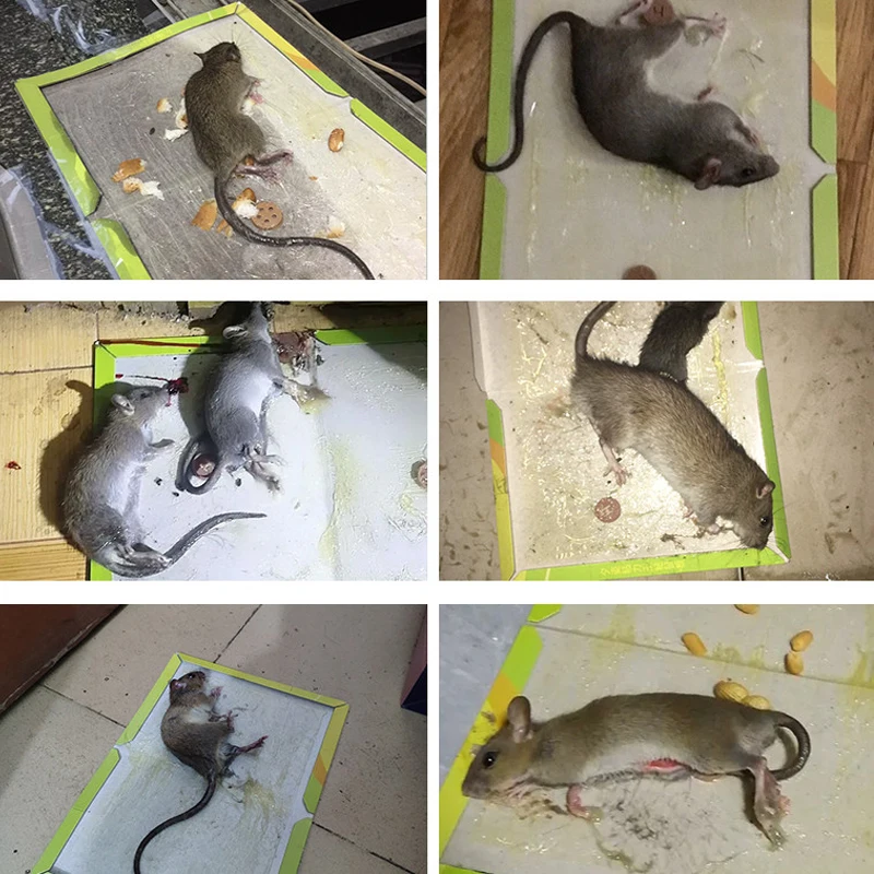 16 Pack Sticky Mouse Trap Rat Traps Indoor, Peanut Taste Pheromone