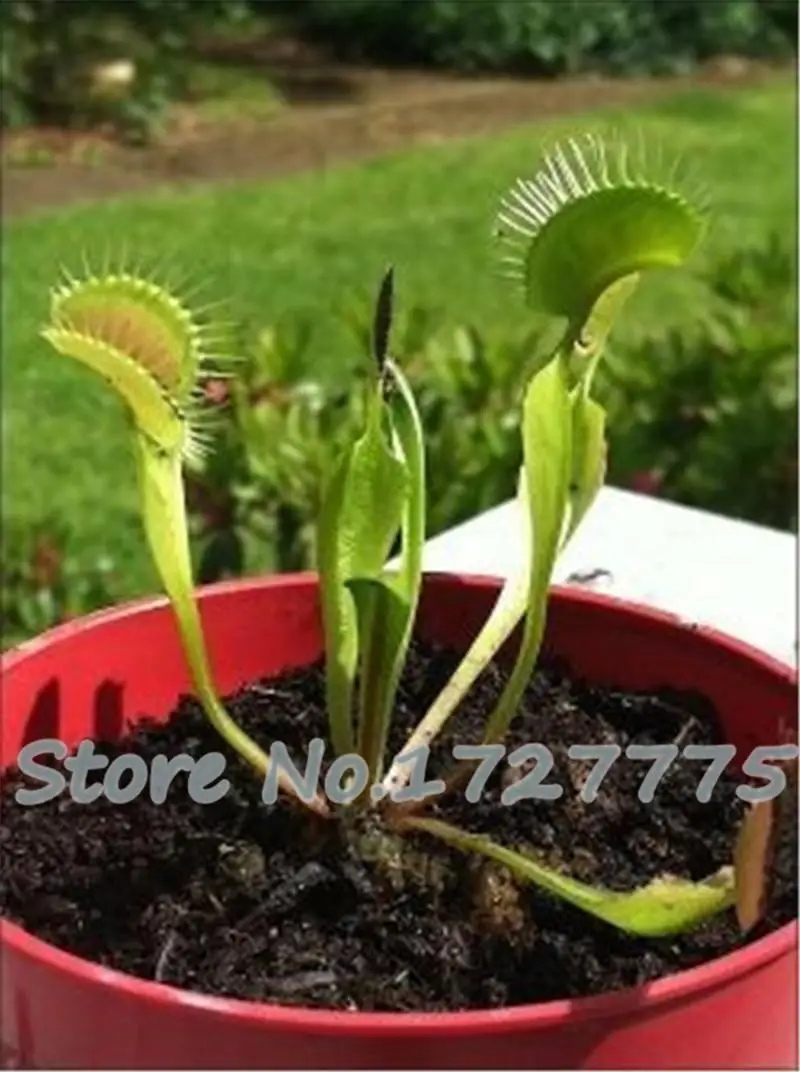 Dionaea растения Muscipula Гигантский зажим Венера ловушка для мух бонсай плантас 300 шт инсективорные Семена Садовый цветок - Цвет: Зеленый