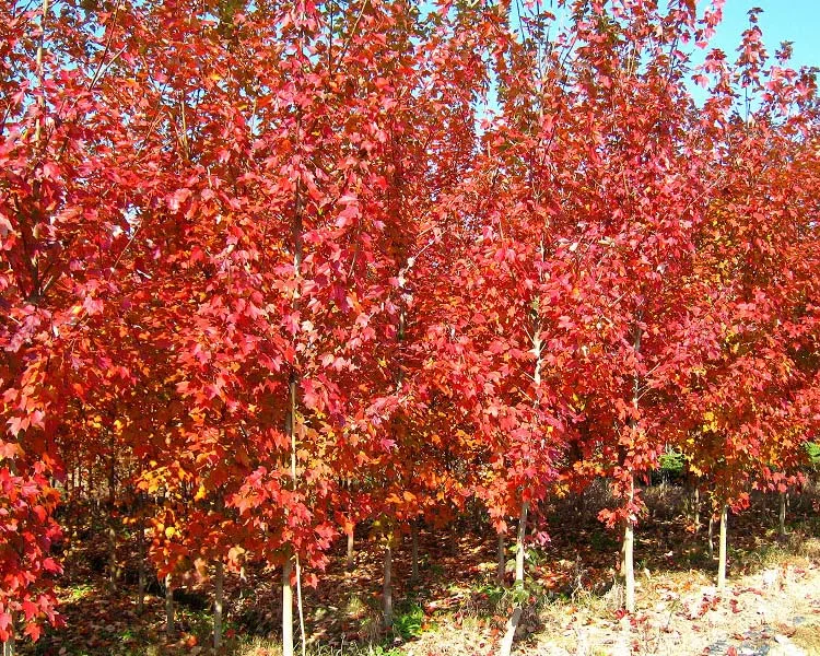 maple (11)