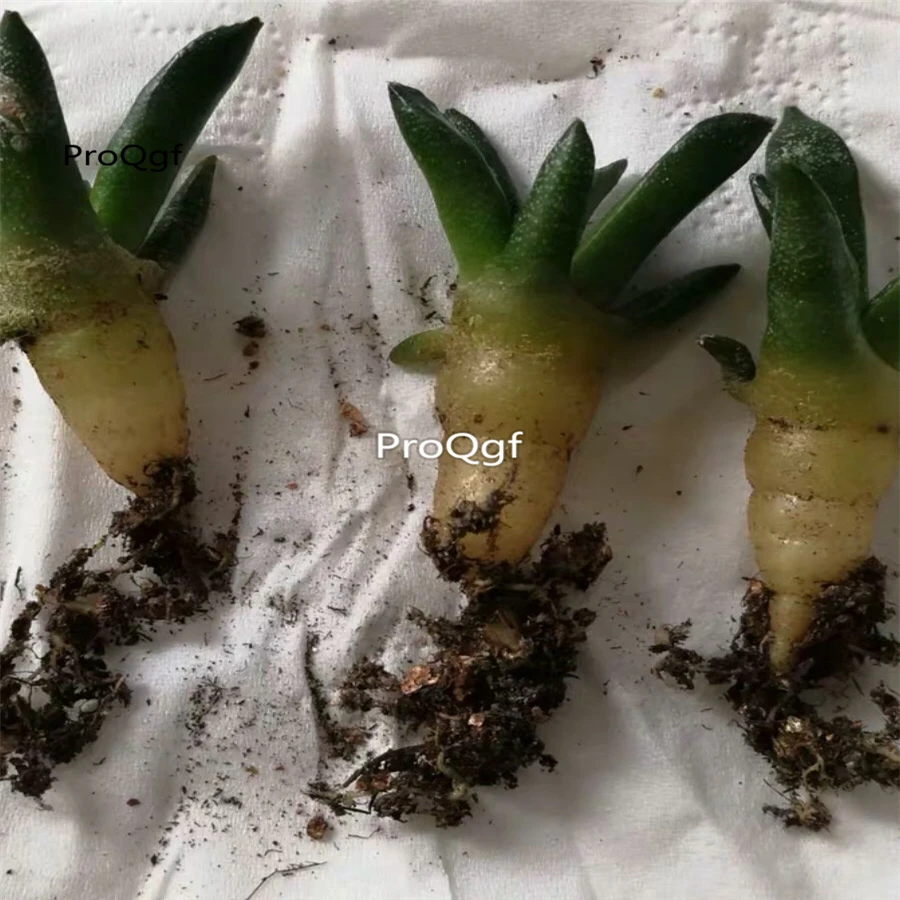 3 шт. набор лампочек Ariocarpus retusus