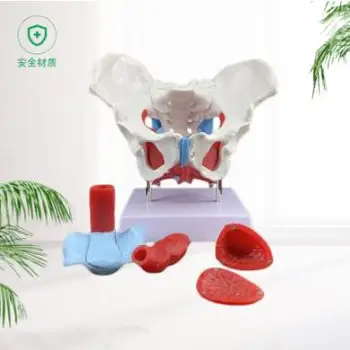 

Female pelvic model and pelvic floor muscle model Uterine model Pelvic delivery and midwifery teaching model