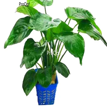 

Prodgf 3Pcs a set anubias