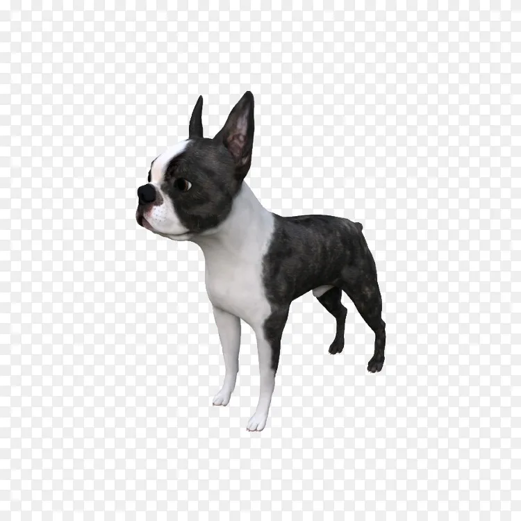 波士顿猎犬繁殖autodesk 3ds Max Turbosquid Stl 犬png图片素材免费下载 图片编号 Png素材网