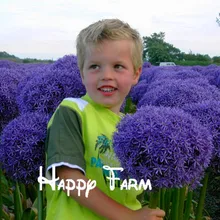 100 шт./пакет фиолетовый Giant Allium Giganteum, красивый цветок-бонсай садовое растение в уровень почкования 95% редкий цветок для малыша