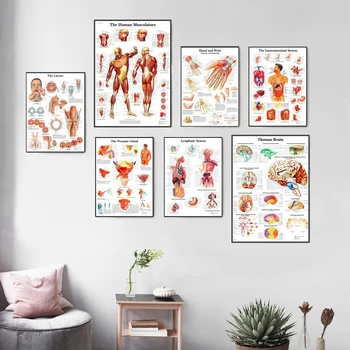 

Human Anatomy Muscles System Art Poster Print Body Map Canvas Wall Pictures for Medical Education Home Decor