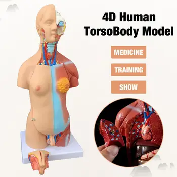 

Human Torso Body Model 4D Organs Education Assembly Model Human Torso Body Model