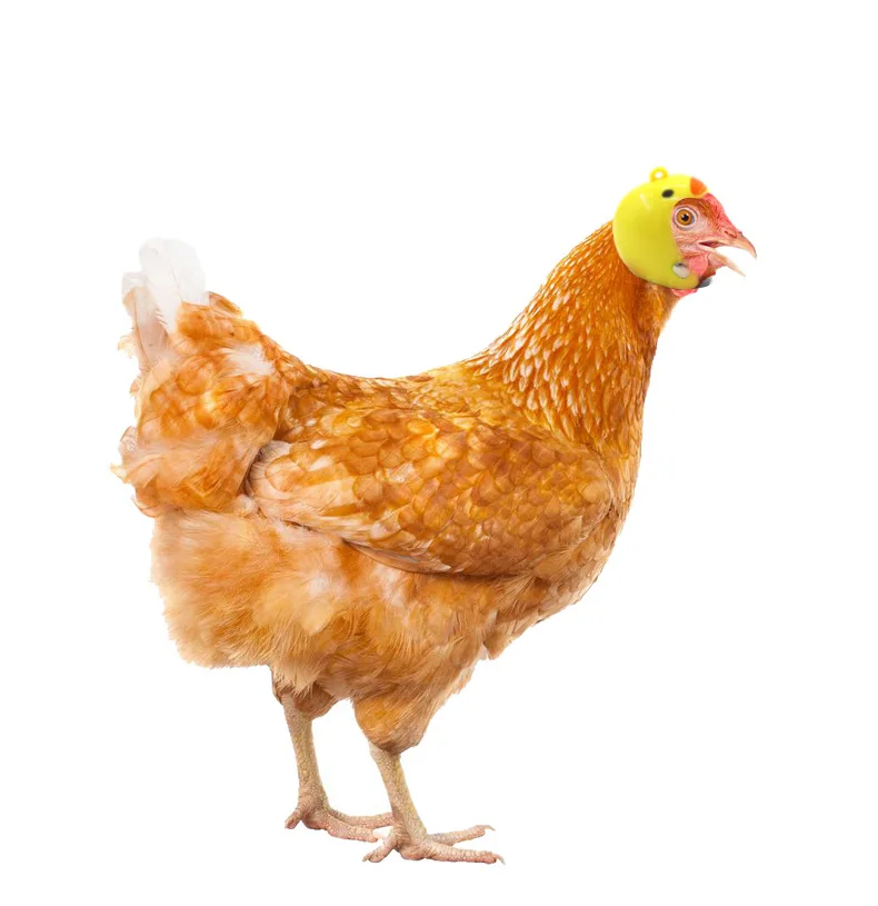 Sombrero de pájaro para mascota, 1 unidad, casco duro, seguro, cómodo, ligero, protección contra la lluvia