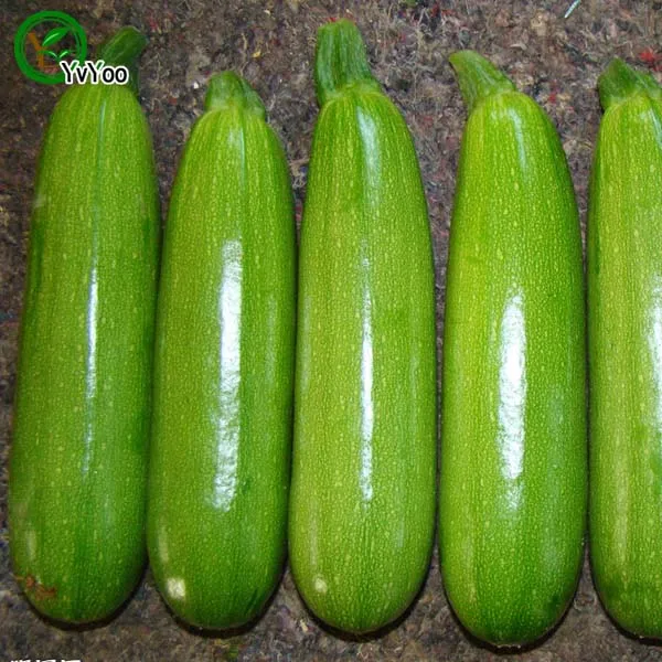 Свежесобранное растение кабачки Бонсай легко растет хороший вкус домашний Бонсай балкон органические овощи бонсай DIY Горшечное растение 20 шт