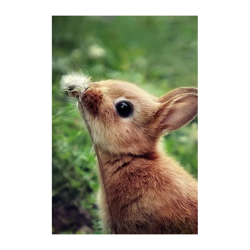 Full SquareRound Drill 5D DIY Diamond Painting Spring rabbit 3D Diamond embroidery Cross Stitch Mosaic Home Decor Gift  WHH