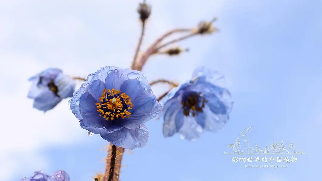 影响世界的中国植物完整版全集在线观看