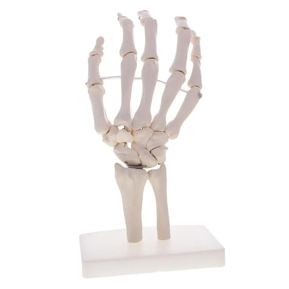 1pc Life-Like Human Hand Anatomy Model-Detailed Articulated Bones, Simulates Natural Movement for Medical Learning-Ulna & Ra