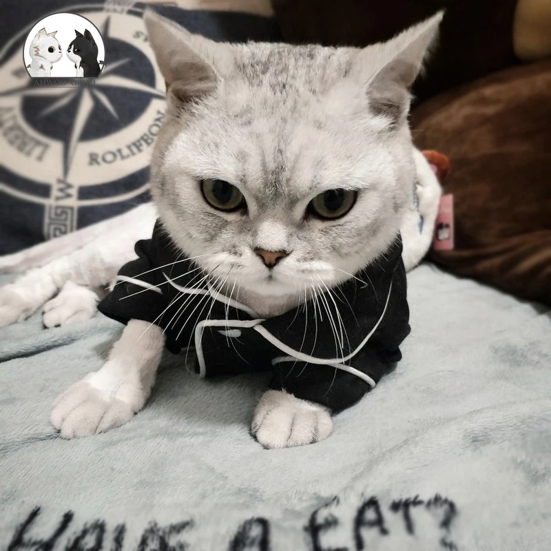 Элегантная одежда для домашних животных котов Роскошные модные собака пижамы