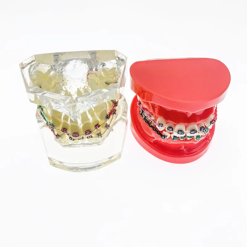 

Модели зубов используется для преподавания и демонстрации стоматологической модели ортодонтической модели