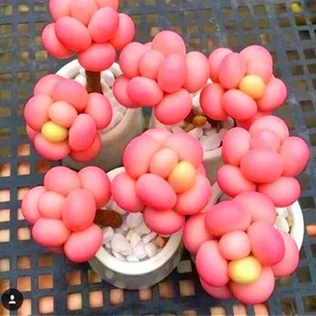 

Plant Flower Bath Salts Mini Artificial Succulent Essence 100Pcs XZZ-41