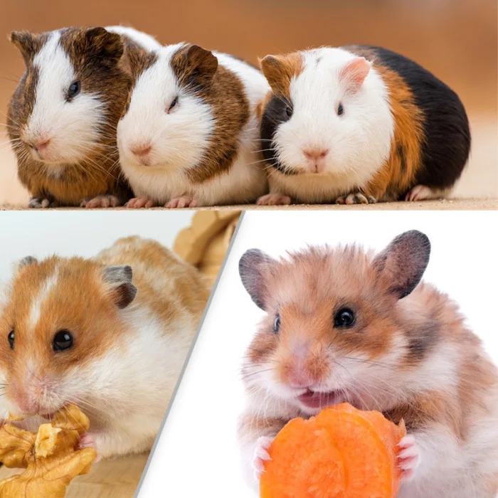 Pet Hámster Animales Juego Juguetes de Madera Laberinto túnel Gerbil Rata Mouse De Juguete Pequeño Pet Hámster Animales Juego Juguetes de Madera Laberinto túnel Gerbil Rata Mouse De Juguete Pequeño