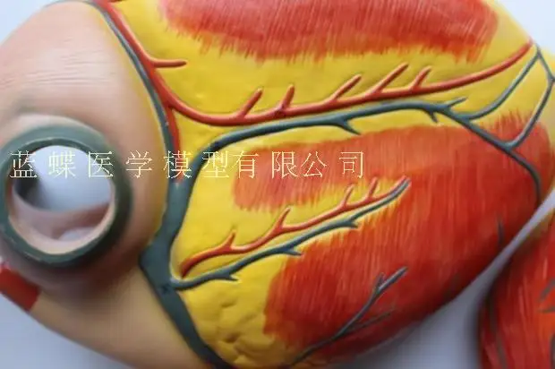 Анатомическая модель сердца для взрослых ультразвуковая кардиологическая модель сердца сердечно-сосудистая обучающая модель
