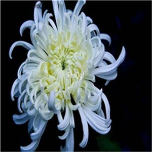 Ngryise 3000 шт Dendranthema morifolium - Цвет: 3
