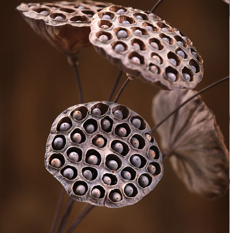 Большой капсула лотоса натуральные сухие цветы букет из засушенных растений в