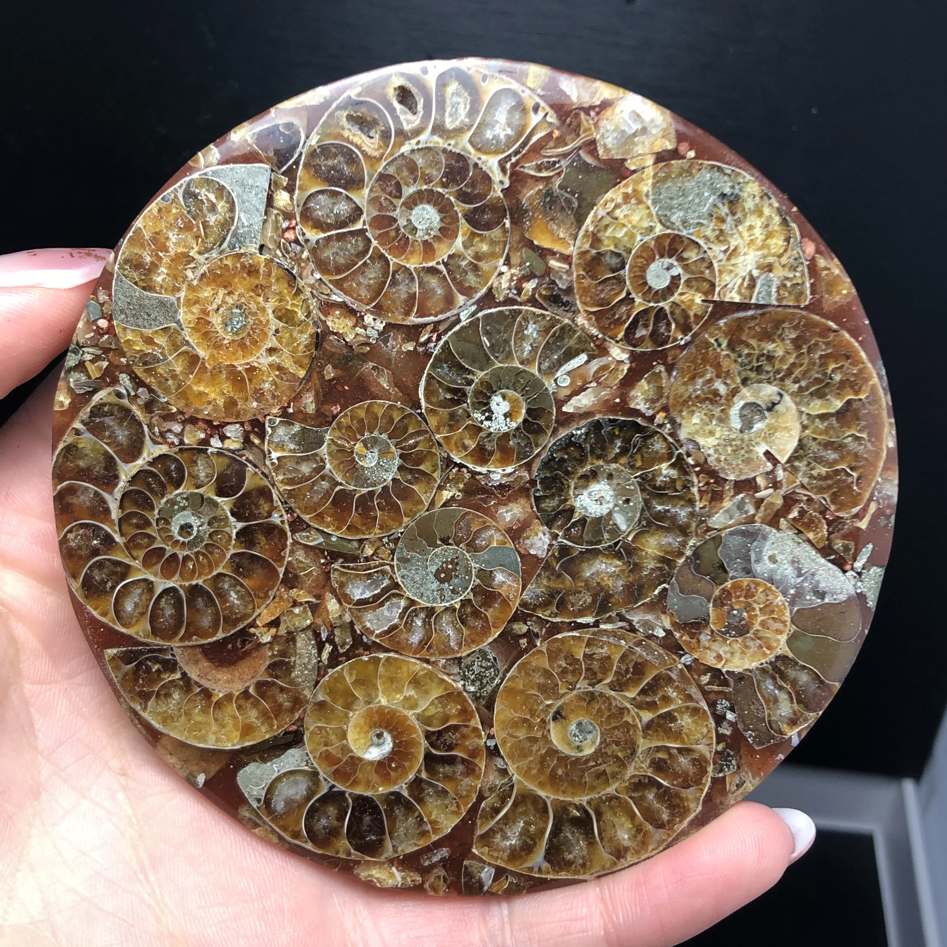 1 шт. аммонит Fossil Slice Plate Natura Shell a compassl Мадагаскар FOSSIL с лечебным действием, образцы