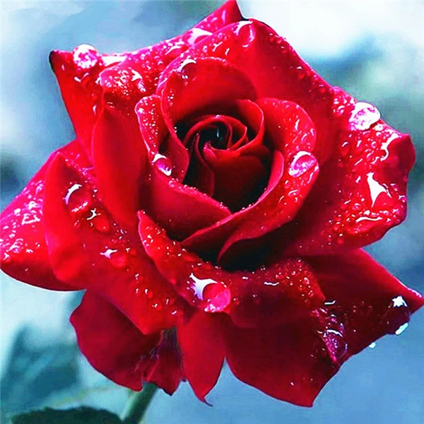 AZQSD Алмазная Вышивка Цветы ручная работа алмазная картина Роза картина Стразы Алмазная мозаика домашний декор ремесла подарок - Цвет: rose 4027