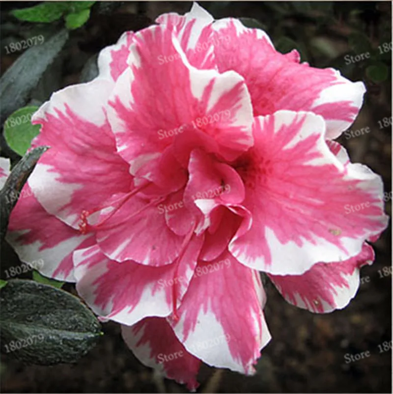 21 Настоящий Adenium obesum flores, 12 шт., растения в виде Розы в пустыне, 100 видов смешанных бонсай, многолетние растения для дома и сада - Цвет: 21