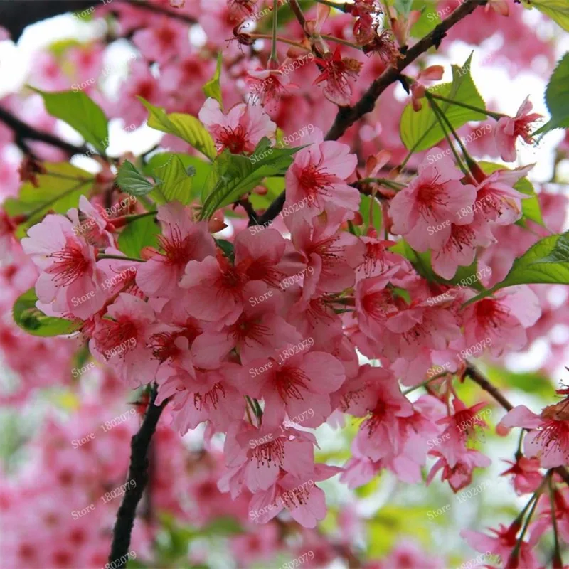 15 шт./пакет, редкие Sakura flores, Вишневое дерево растения, в японском стиле, большая сорта бонсай растения для дома и сада