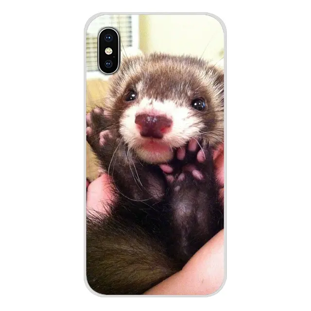 ferret accessories