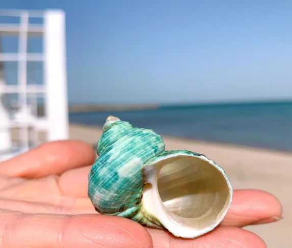 0.8寄居蟹备用壳替换壳卷1