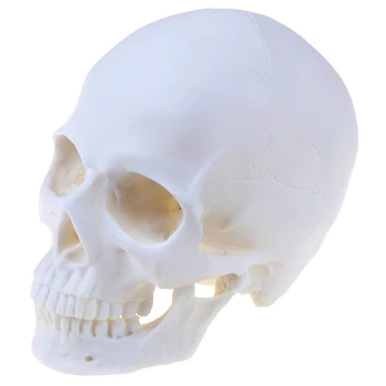 

Skull Statue Sculpture Crafts Education Painting Medical Model Resin Skull Halloween Home Decoration Accessories