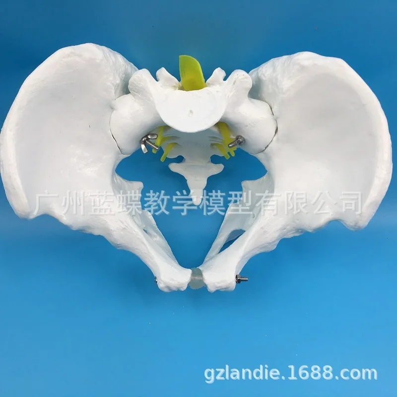 1:1 Male Pelvis Model Specimen Iliac Ischium Coccyx Model Human Pelvis Model Male Bone