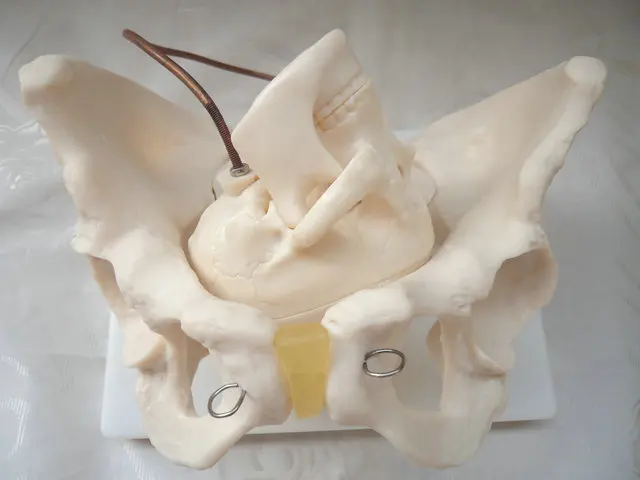 Модель тазовой структуры с фетальным черепом, модель таза салата, модель с детской головой 1:1, модель женского таза, модели для обучения акушерству