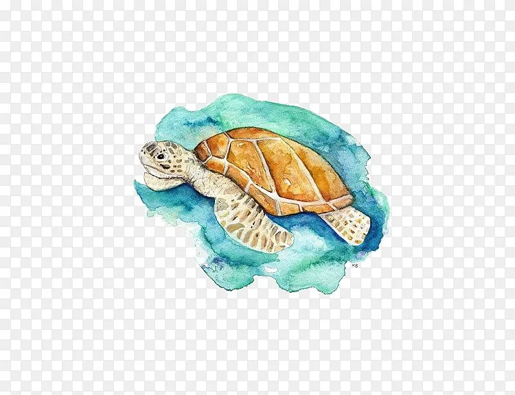 海龟png图片素材免费下载 图片编号yrvvxrgn Pngbag素材网