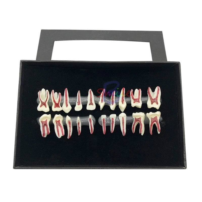

1Box Dental Oral Anatomical display model Teaching Dental Teaching Oral Deciduous Teeth Model Child's deciduous tooth