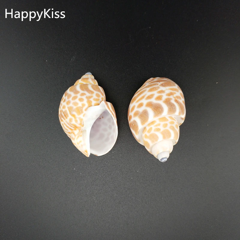 

HappyKiss 2pcs big Natural conch shells bandits screw drift seafish accessories platform microscopic potted creative sea conch